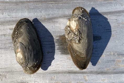 Everything You Ever Needed To Know About The Freshwater Mussels Of Pa