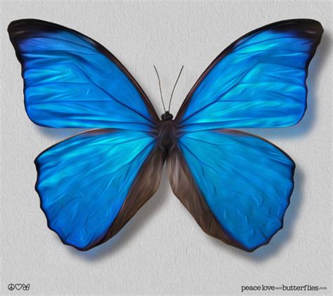 True Blue Morpho Butterfly Wings Painted Shimmer Bright