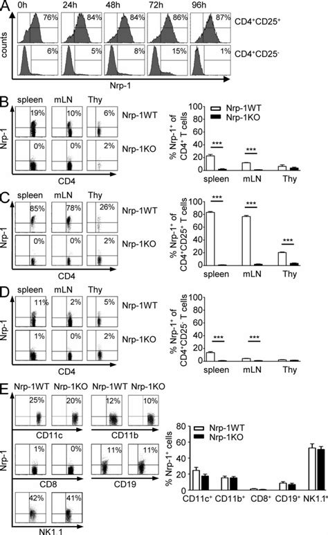 Cd4⁺ T Cellspecific Ablation Of Nrp 1 Expression In Nrp 1floxflox ×