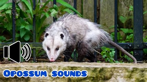 Opossum Sounds Opossum Voise Opossum Singing What Sounds Does An