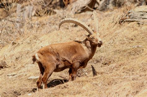 The Wildlife of Ethiopia