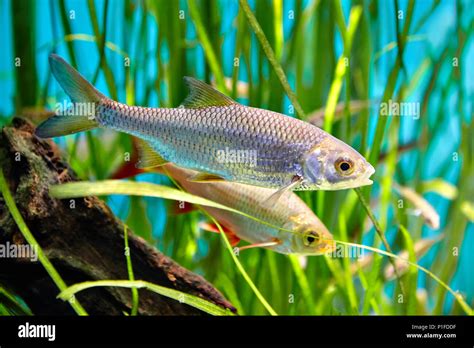 Common Rudd is swimming underwater, freshwater fish, belongs to family of carp fish Stock Photo ...