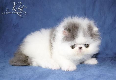 Himalayan Persian Cat Colors - Pets Lovers