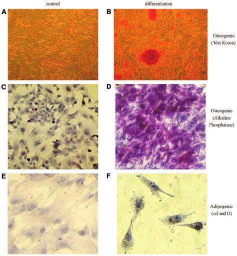 Characterization And Identification Of Adult Mscs From Bone Marrow Via Download Scientific