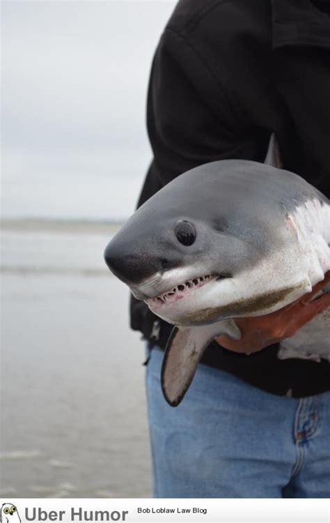 Baby shark! | Funny Pictures, Quotes, Pics, Photos, Images. Videos of ...