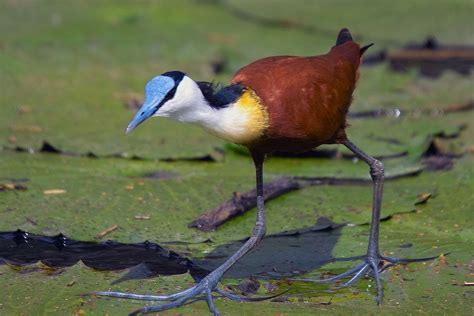 Amazing Animals Pictures The Long Claws Of The African Jacana