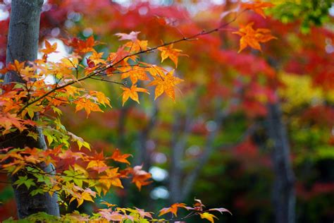 How to Capture Autumn Foliage with Camera | KoKoRoGraphy