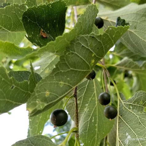 Celtis Occidentalis 3 Common Hackberry Scioto Gardens Nursery