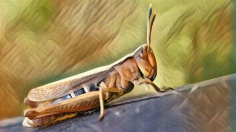 Grasshopper Symbolism and Meaning: Decoding All The Myth