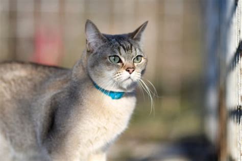 Burmilla Cat: An Accidental Breed of Beauty - PD Insurance NZ