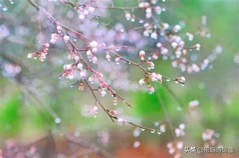 杏花春雨江南：彤嫿新韻新詞一組 每日頭條