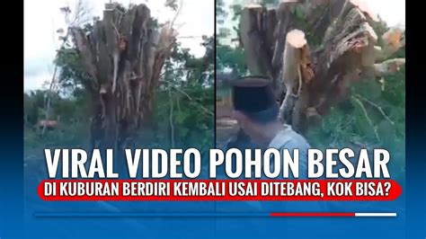 Viral Video Pohon Besar Di Kuburan Berdiri Kembali Usai Ditebang Kok