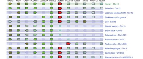 Conserved Synteny Of The Genomic Region Normally Harbouring ADRB1