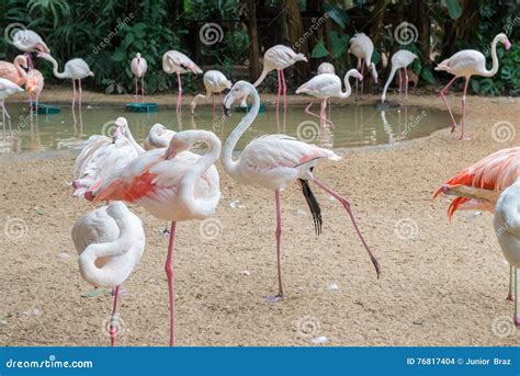 Group Of Pink Flamingos Eating In Lake Stock Photo Image Of Iguazu