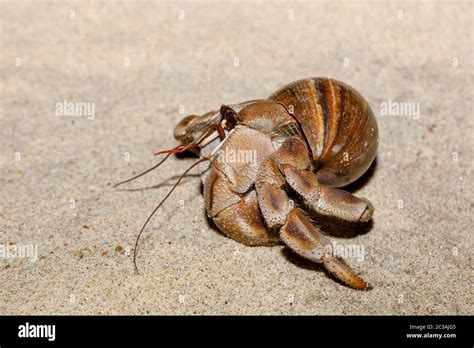 Einsiedlerkrebs Am Strand In Schneckenhaus Farankaraina Nationalpark