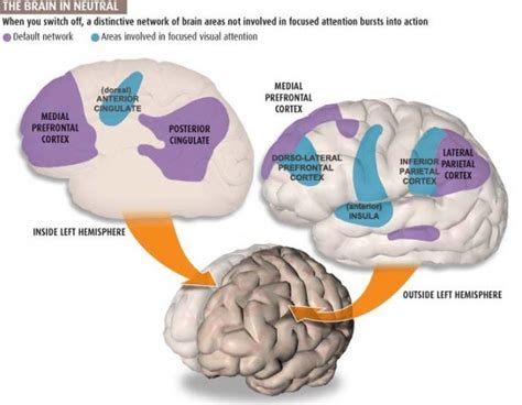 Default Mode Network And Depression Treatment Ketamine And Tms Gateway Psychiatric