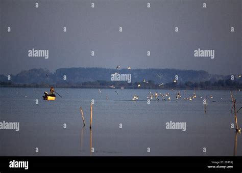 Eel Fishing In The Etang De Vaccares Lagoon Regional Nature Park Of