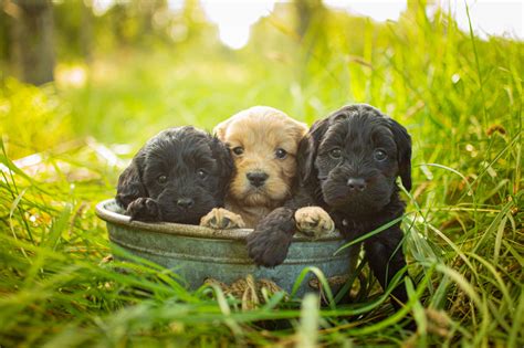 Mastiff Puppies: Your Brief Guide to Nurturing Gentle Giants