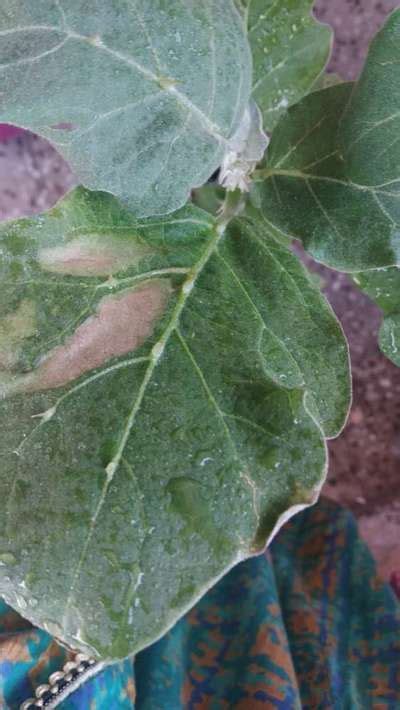 Leaves Turning Brown Of Eggplant Fruit Size Is Small Flowers Fall Plz Guide Me Community