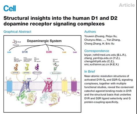 科学网—贺岁篇！徐华强课题组合作首次揭示多巴胺受体d1r和d2r配体与g蛋白选择性的机理 小柯生命的博文