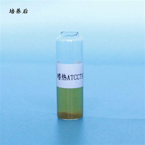 拓普生物 嗜热脂肪地芽孢杆菌芽孢 Atcc7953 生物指示剂