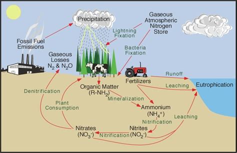 Biogeochemical Cycles And The Flow Of Energy In The Earth System