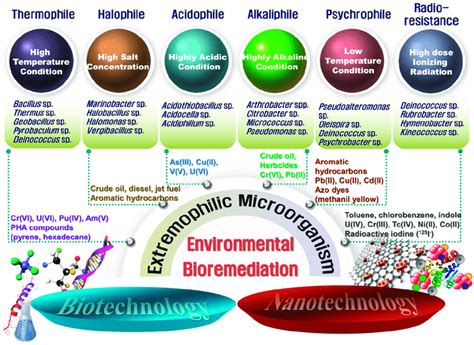 A Schematic Diagram Of Advanced Bioremediation Using Extremophilic