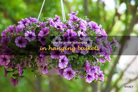 Gorgeous Petunias In Hanging Baskets A Guide To Growing And Caring