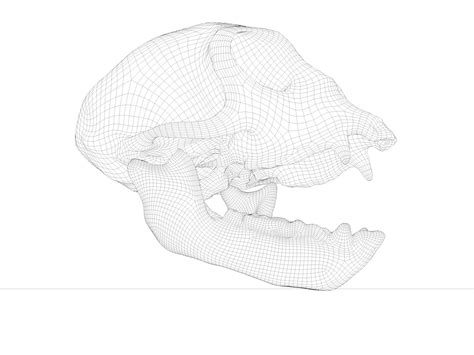 Monkey Skull Modelo 3d 30 C4d Obj Fbx Free3d