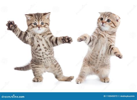 Funny young cats dancing stock photo. Image of pair - 110045072