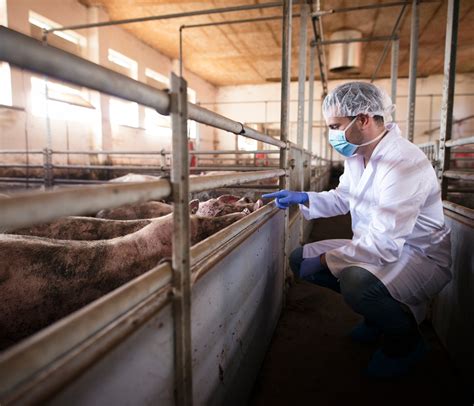 Porkcolombia e ICA muestreo contra Peste Porcina Clásica