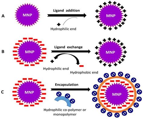 Surface Functionalized Nanoparticles For Bio Application Encyclopedia Mdpi