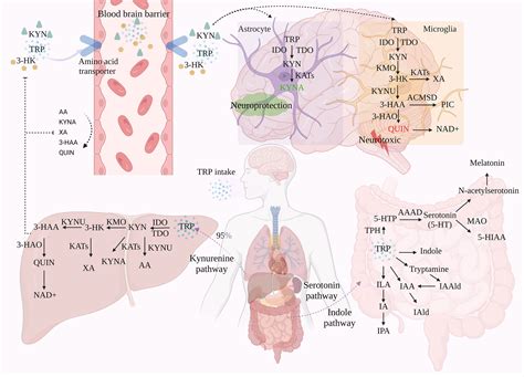 Frontiers Tryptophan Metabolism Mechanism Oriented Therapy For