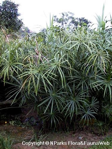 Nparks Cyperus Alternifolius