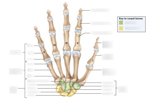 Upper Limb Carpals Metacarpals And Phalanges 8 34 Diagram Quizlet