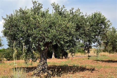 Come Coltivare Un Olivo Simbolo Del Mediterraneo Promogiardinaggio