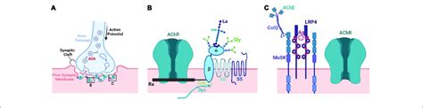 Structural And Molecular Architecture Of The Neuromuscular Junction