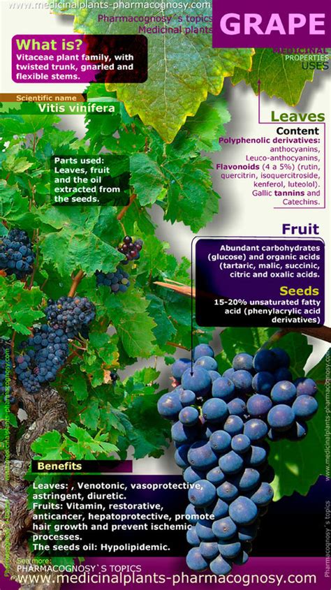 Grape benefit. Infographic - Pharmacognosy - Medicinal Plants