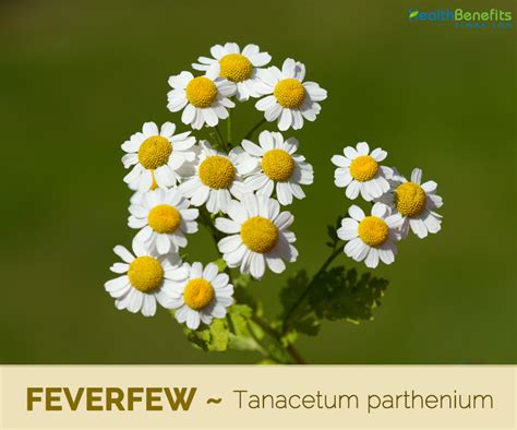 Feverfew facts and health benefits