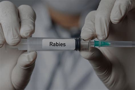 The Rabies Vaccine Shortage Across The UK - Murrays Pharmacy