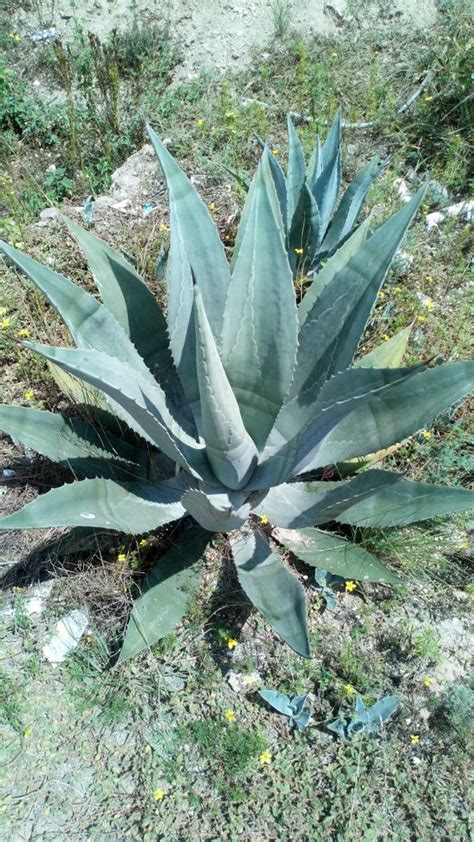 Cabuya Negra Agave Americana Repositorio Digital Flora De La