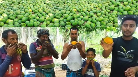 আম ভাঙ্গার ধুম পড়েছে মেহেরপুরে 😱 Mango Fruits Mango Recipe Mango Cultivation Mango আম