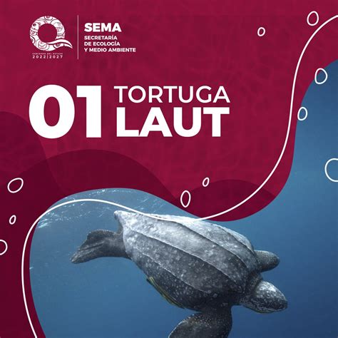 Gobierno Quintana Roo On Twitter Te Presentamos El Conteo De Tortugas