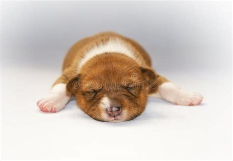 Puppy sleeping on the bed stock illustration. Illustration of hush ...