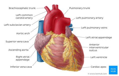 Heart Chart Labeled