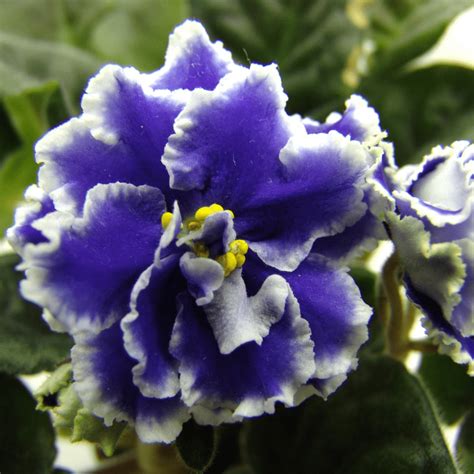 Types Of Blue African Violets African Violet Resource Center