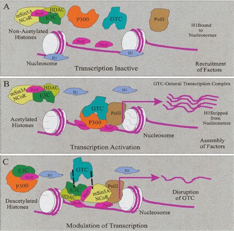 Schematic Showing The Putative Role Of Ebna3c In Regulating Chromatin