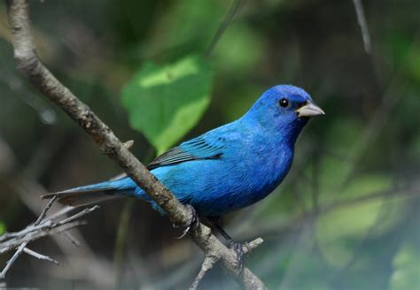 File:Indigo Bunting, male.jpg - Wikimedia Commons