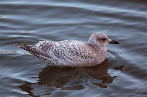 Iceland Gull | Audubon Field Guide