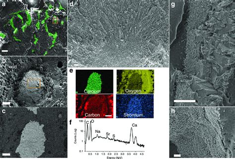 Cryo SEM Images Of Minerals At The Primary Polyp A Low Magnification